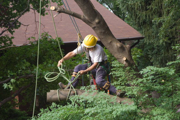 Best Tree Preservation Services  in Mystic, CT